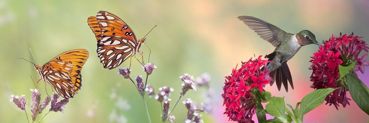 Spring is a time of ‘New Beginnings’ at Siesta Key Landscape!